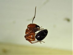 Camponotus discolor