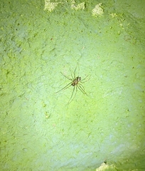 Drapetisca alteranda