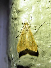 Uresiphita reversalis