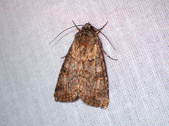 Heliothis punctifera