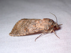 Heliothis punctifera