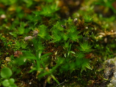 Ptychostomum moravicum