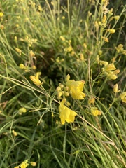 Diplotaxis tenuifolia