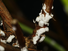 Pulvinaria hydrangeae