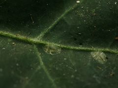 Lichtensia viburni