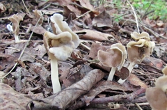 Helvella levis