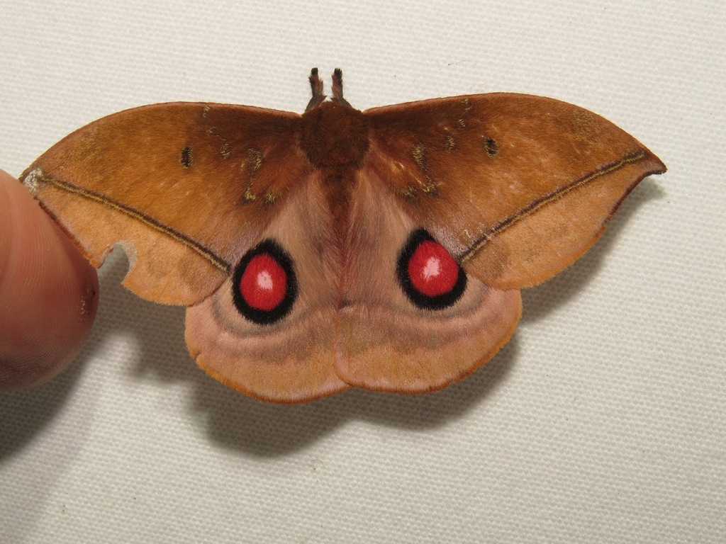 Gamelia septentrionalis