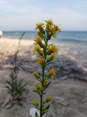 Solidago gillmanii