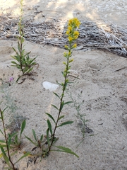 Solidago gillmanii