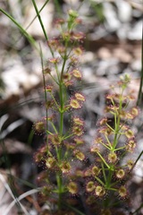 Drosera porrecta