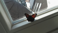 Aglais io