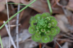 Drosera porrecta