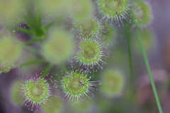 Drosera porrecta