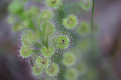 Drosera porrecta