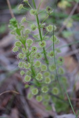 Drosera porrecta