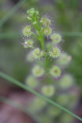Drosera porrecta
