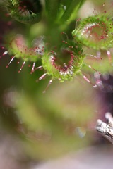 Drosera porrecta