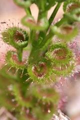 Drosera porrecta