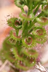 Drosera porrecta