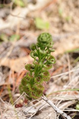 Drosera porrecta