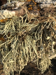 Ramalina cuspidata