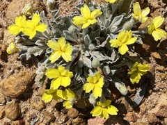 Goodenia affinis