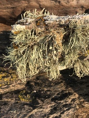 Ramalina cuspidata