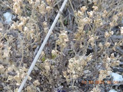 Helianthemum squamatum