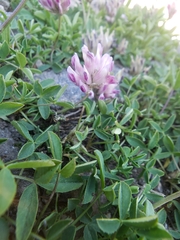 Trifolium parryi