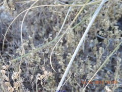 Helianthemum squamatum