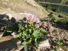 Trifolium parryi