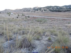 Macrochloa tenacissima