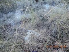 Macrochloa tenacissima