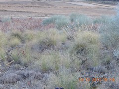 Macrochloa tenacissima