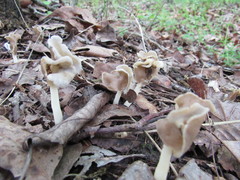 Helvella levis