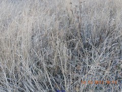 Elymus farctus