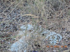 Macrochloa tenacissima