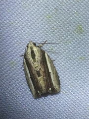 Etanna vittalis