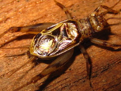 Svistella bifasciata