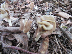 Helvella levis