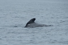 Globicephala