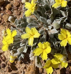 Goodenia affinis