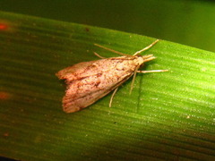 Microchilo inexpectellus