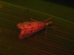 Microchilo inexpectellus