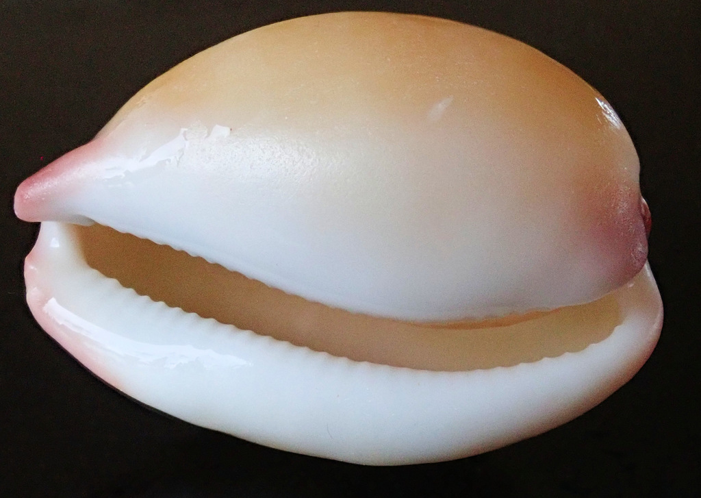 Austrocypraea