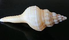 Propefusus australis