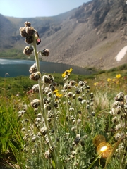 Artemisia scopulorum