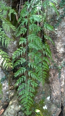 Asplenium neolaserpitiifolium