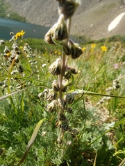 Artemisia scopulorum