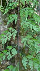 Asplenium neolaserpitiifolium